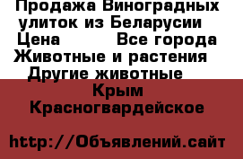 Продажа Виноградных улиток из Беларусии › Цена ­ 250 - Все города Животные и растения » Другие животные   . Крым,Красногвардейское
